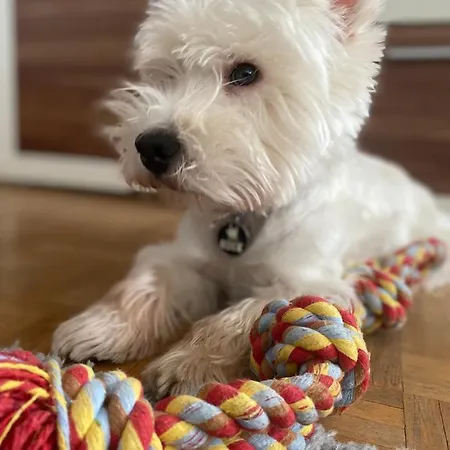 Rainbow House * Maribor